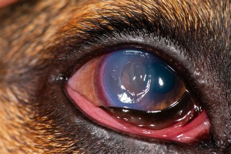 Canine Ulcerated Cornea