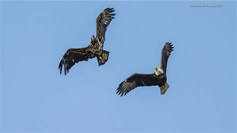 More Bald Eagle sightings in San Diego County | cbs8.com