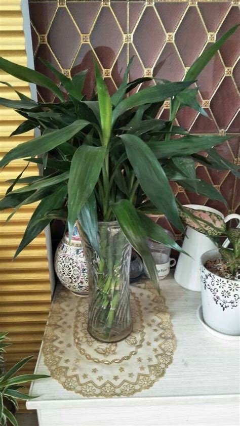 养好富贵竹，4个小步骤，叶子油绿两米高，开花仙又香 - VITO杂志