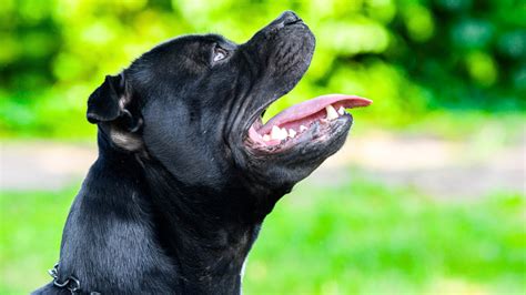 Cane Corso Jaw Strength: One of the Most Powerful Bites