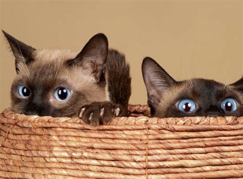 The most playful cat breeds around