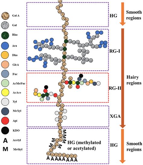 Image result for Pectin Structure Methanol