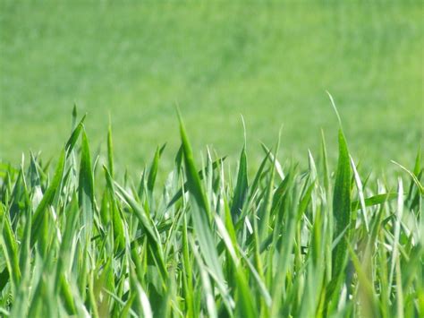 Biogas dagli sfalci d'erba grazie al progetto GR3  