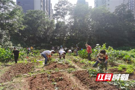 株洲荷塘区2018年发展规划出炉 将重点抓好五方面工作 - 区县动态 - 湖南在线 - 华声在线