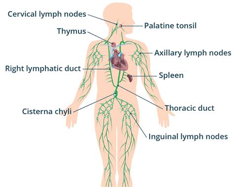Lymph nodes | healthdirect