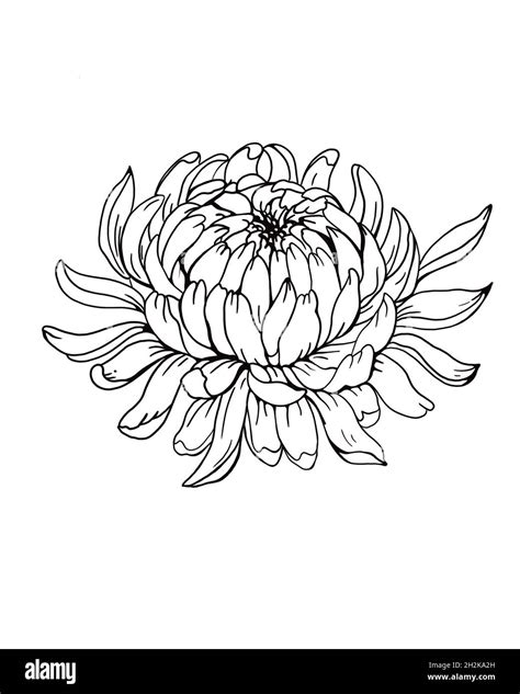 White Chrysanthemum Drawing