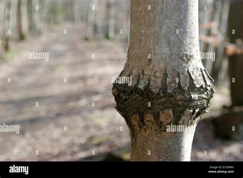 Image result for Tree Felling Injury