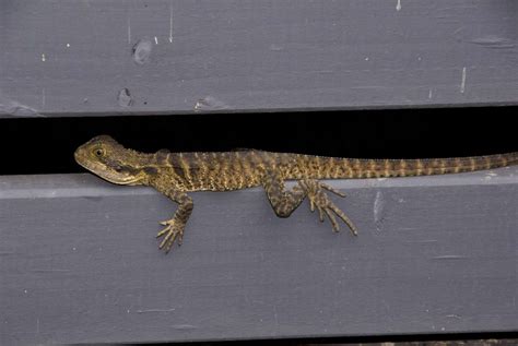 Australian Water Dragon - The Australian Museum