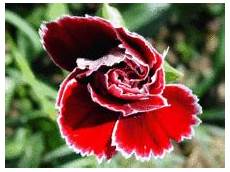 ca fiore fiore ca fiore fiore