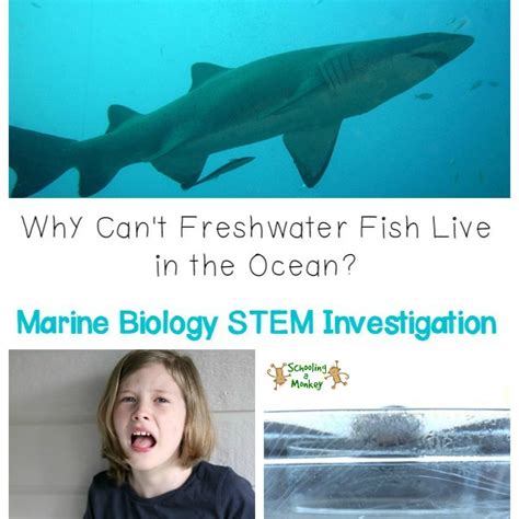 100 Science Experiments 的图像结果