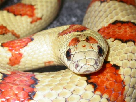 Snake App Download 的图像结果