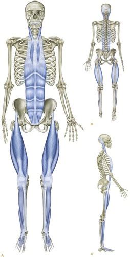 Image result for Anatomic Front Line