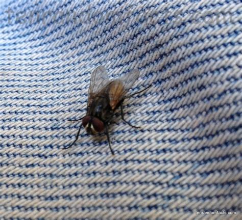 Housefly - Ten Random Facts