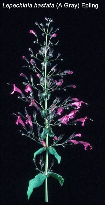 Lepechinia Willd. | Plants of the World Online | Kew Science