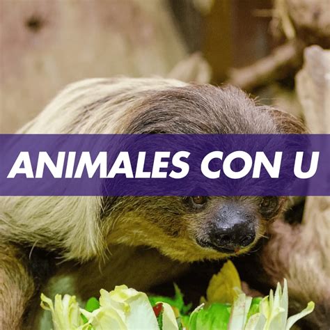 Animal Con U, +25 Animales Que Comienzan Con La Letra U