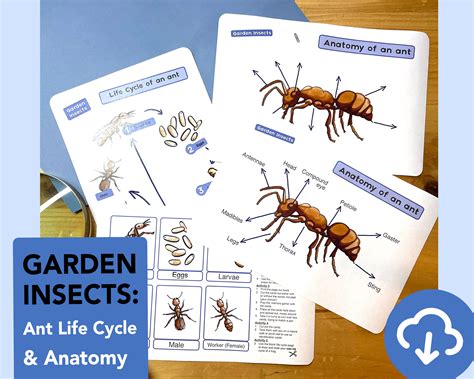 Ant Life Cycle Diagram Educational Ant Anatomy Printable - Etsy UK