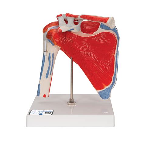 Anatomical Teaching Models | Plastic Human Joint Models | Shoulder Joint with Rotator Cuff