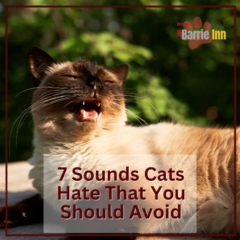 7 Sounds Cats Hate That You Should Avoid - The Barrie Inn