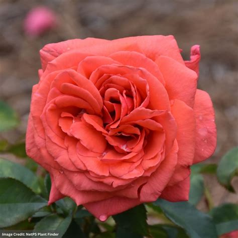 Hybrid Tea Rose - Fragrant Cloud - #3 Container | Mahoney's Garden Center