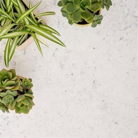 Office plant top view Images - Free Download on Freepik