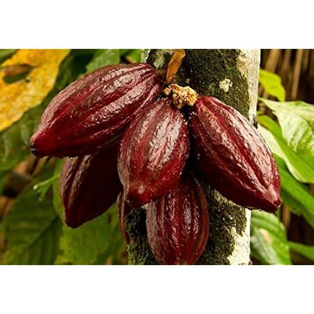 Creative Farmer Live Fruit Plant Chocolate Tree Rare Combo Theobroma ...