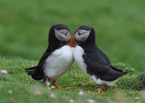 Baby Puffins