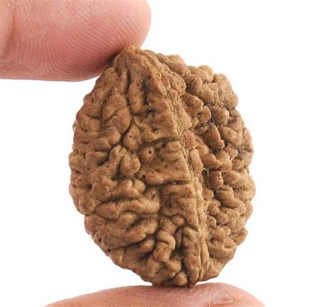 NEXG 2 Mukhi Rudraksha Original Certified Nepali Religious Dwimukhi ...