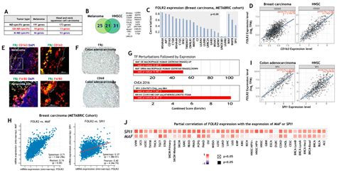 Folate Receptor β (FRβ) Expression in Tissue-Resident and Tumor ...