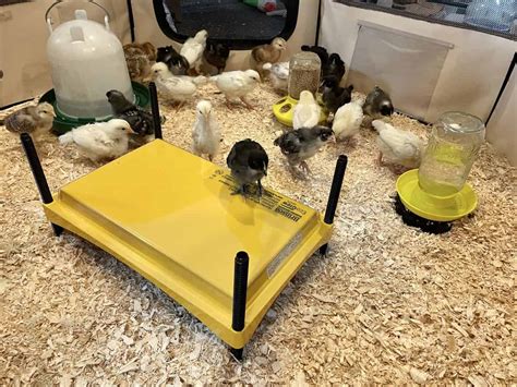 When to Remove Chicks From Brooder 的图像结果