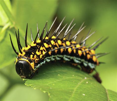 Spiky safety - Hodder Education Magazines