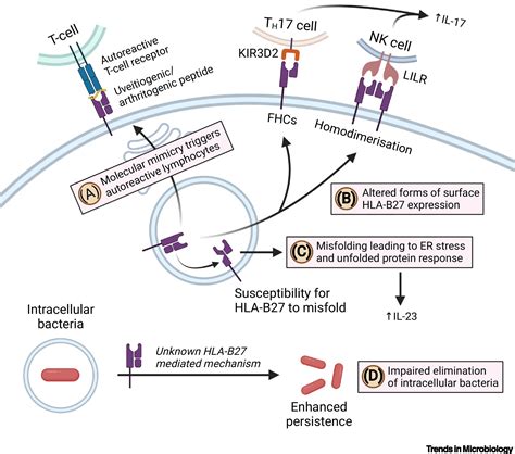Blood Test Abbreviations Hla-B27 at Erika Nelson blog
