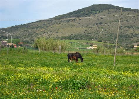 Rade Šerbedžija | The Mexi Movie I. (closed)