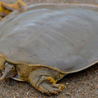 Image result for Turtle Color