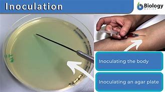 Image result for inoculate