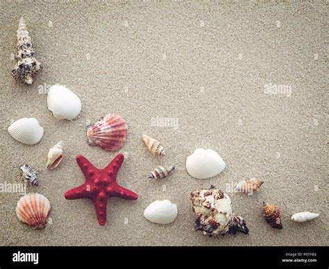 Seashells 的图像结果