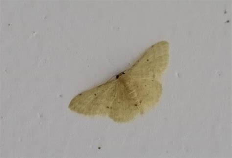 Scopula spp. | Moths
