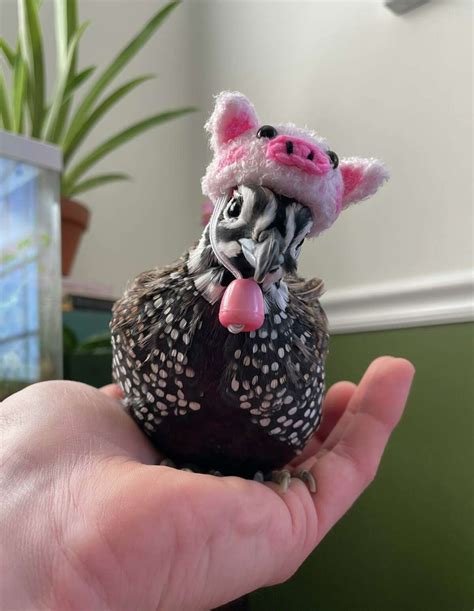 New Milford, CT farmer's hat-wearing pet quails are TikTok stars