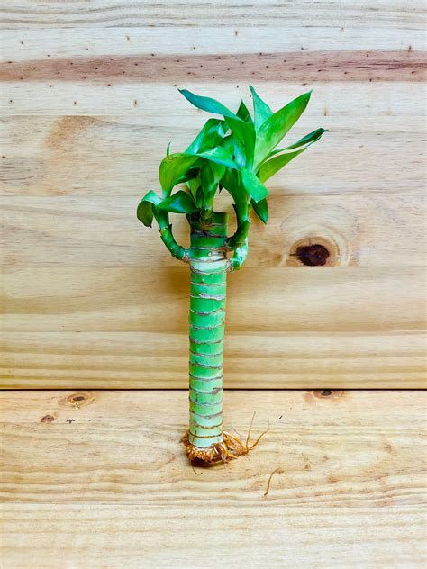 Lucky Lotus Bamboo One 6” Stem – Houseplants New York LLC | Live Lucky ...
