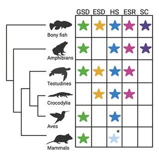 Decoding Dmrt1: Insights into vertebrate sex determination and gonadal sex differentiation