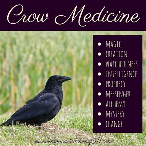 Crow Medicine Wheel Colors Meaning Guide