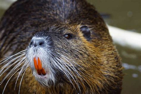 Nutria Facts (Myocastor coypus)