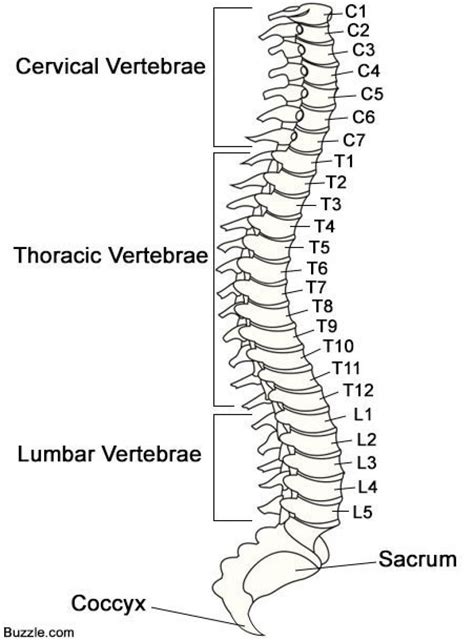 Vertebrae Pictures Diagrams . Vertebrae Pictures Diagrams Photos Labeled Picture Of The Spine ... - illustration of spine with numbered vertebrae