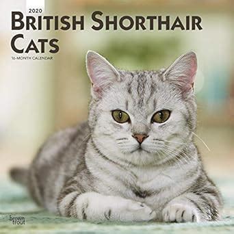 Buy British Shorthair Cats 2020 Calendar Book Online at Low Prices in ...