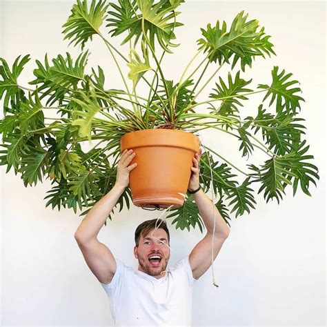 Philodendron Xanadu Care Guide: Secrets Unveiled