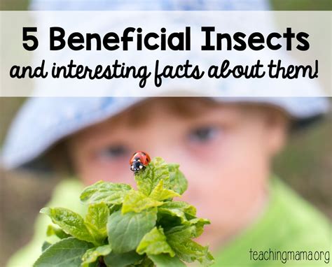Image result for Insects Help Us How