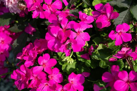 Will Deer Eat Geraniums