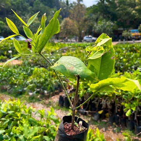 Thai Red Chamba Live Plant (Syzygium samarangense) – Bloomica