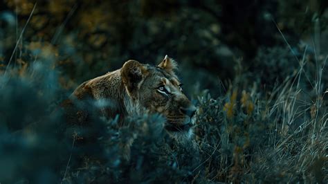 Animals 4k Wallpaper Reindeer 4k, HD Animals, 4k Wallpapers, Images,