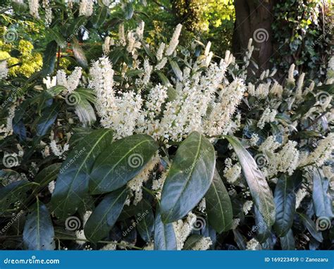 Cherry Laurel, Common Laurel, English Laurel Stock Image - Image of ...