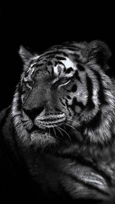 Iphone X Wallpaper Tiger by White Tiger Iphone Wallpaper Wallpapersafari Iphone X Wallpaper Tiger